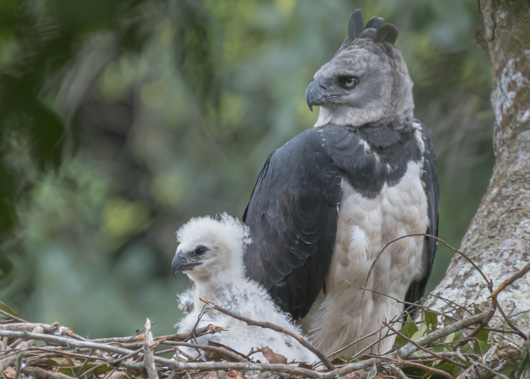Harpy Eagle: Into the Wild Photography Expedition
